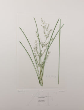 Banks Florilegium, Part 15, Plate 330