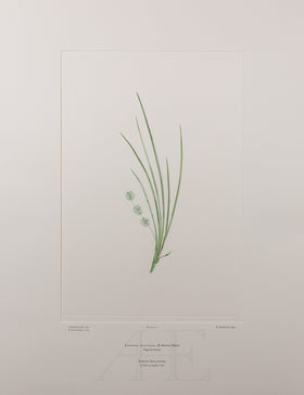 Banks Florilegium, Part 15, Plate 331