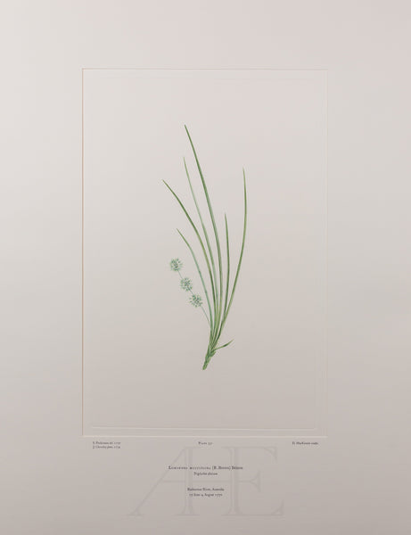 Banks Florilegium, Part 15, Plate 331