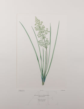 Banks Florilegium, Part 15, Plate 332