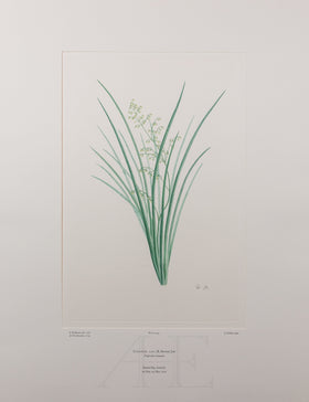 Banks Florilegium, Part 15, Plate 333