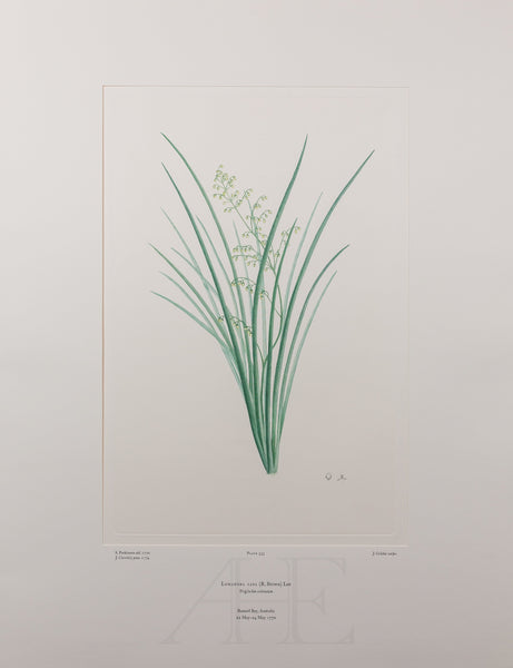 Banks Florilegium, Part 15, Plate 333