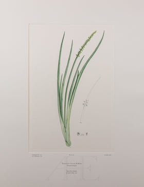Banks Florilegium, Part 15, Plate 335
