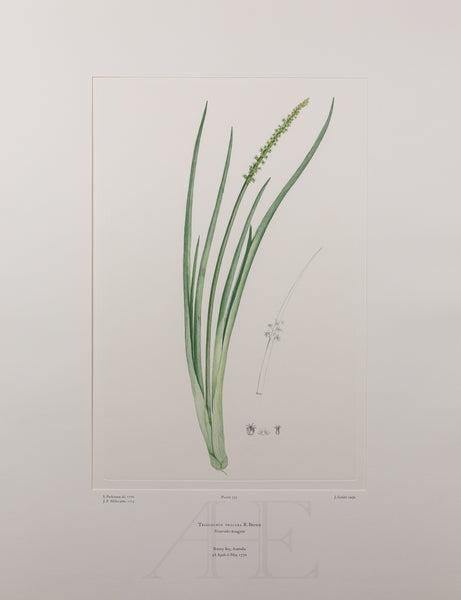 Banks Florilegium, Part 15, Plate 335