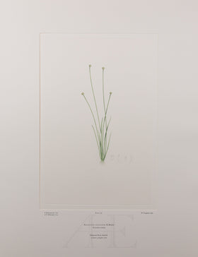 Banks Florilegium, Part 15, Plate 336