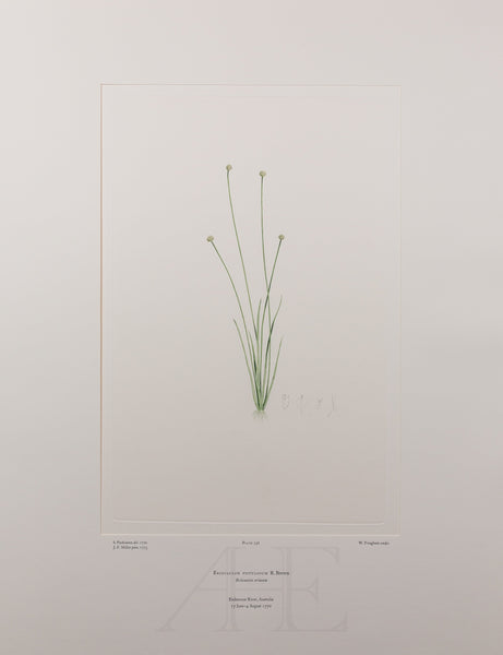 Banks Florilegium, Part 15, Plate 336