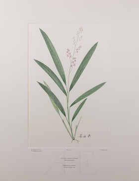Banks Florilegium, Part 15, Plate 337