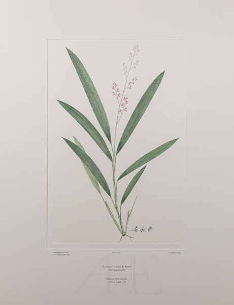 Banks Florilegium, Part 15, Plate 337