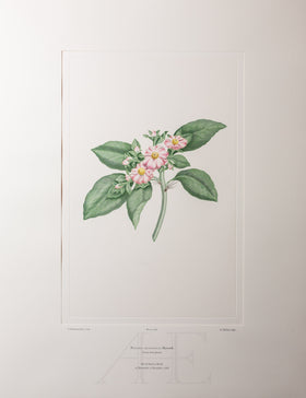 Banks Florilegium, Part 16, Plate 338