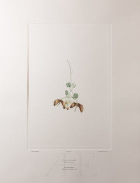 Banks Florilegium, Part 16, Plate 339