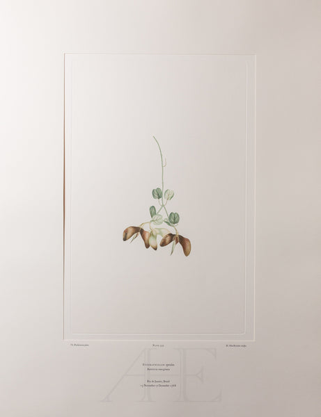 Banks Florilegium, Part 16, Plate 339