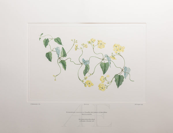 Banks Florilegium, Part 16, Plate 340