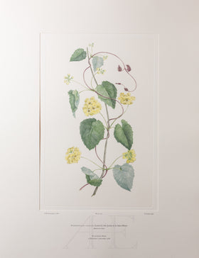 Banks Florilegium, Part 16, Plate 341