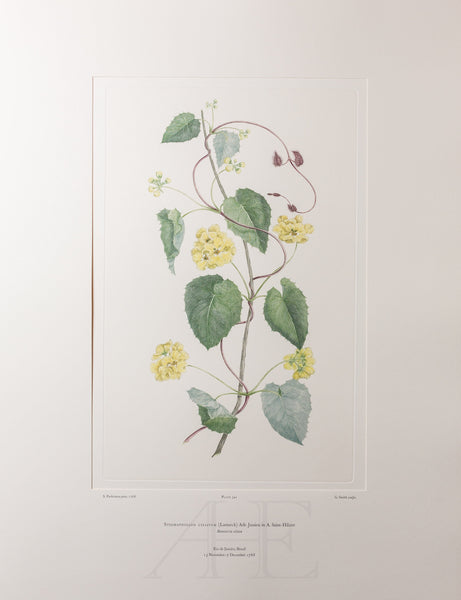 Banks Florilegium, Part 16, Plate 341