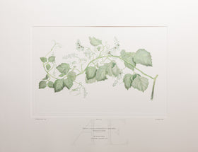 Banks Florilegium, Part 16, Plate 343