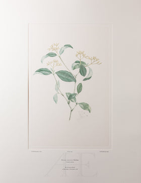 Banks Florilegium, Part 16, Plate 344