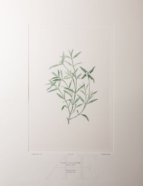 Banks Florilegium, Part 16, Plate 345