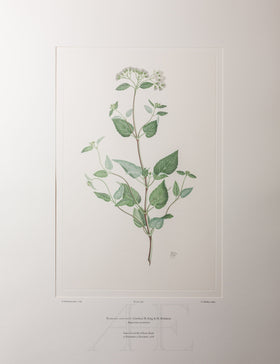 Banks Florilegium, Part 16, Plate 346