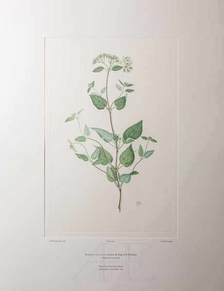 Banks Florilegium, Part 16, Plate 346