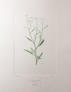 Banks Florilegium, Part 16, Plate 347