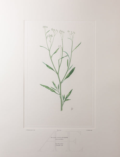 Banks Florilegium, Part 16, Plate 347