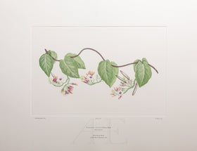 Banks Florilegium, Part 16, Plate 348