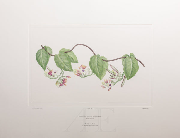 Banks Florilegium, Part 16, Plate 348
