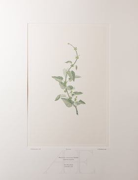 Banks Florilegium, Part 16, Plate 349