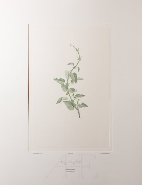 Banks Florilegium, Part 16, Plate 349