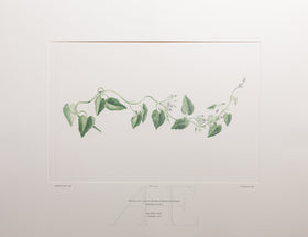 Banks Florilegium, Part 16, Plate 350