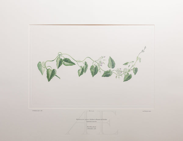 Banks Florilegium, Part 16, Plate 350