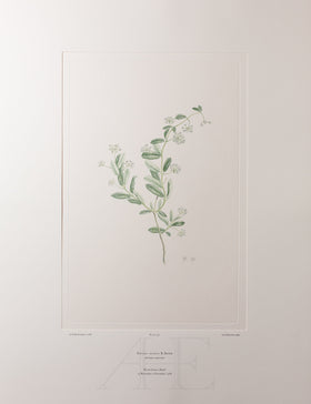 Banks Florilegium, Part 16, Plate 351