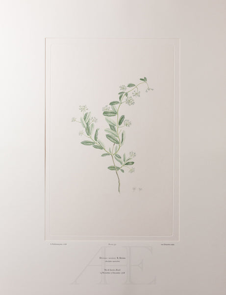 Banks Florilegium, Part 16, Plate 351