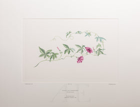 Banks Florilegium, Part 16, Plate 352