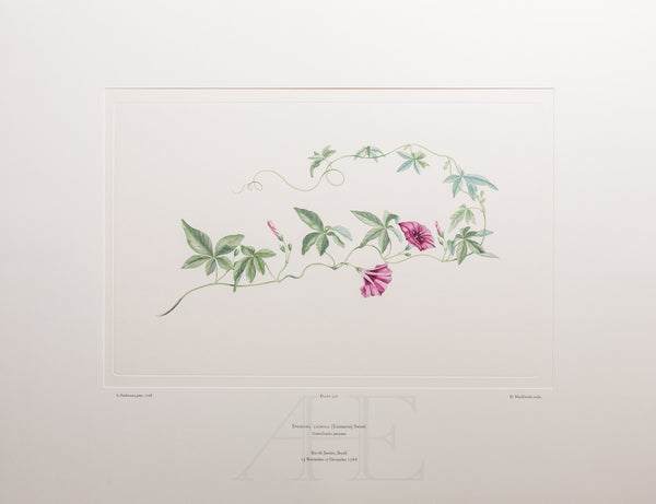 Banks Florilegium, Part 16, Plate 352