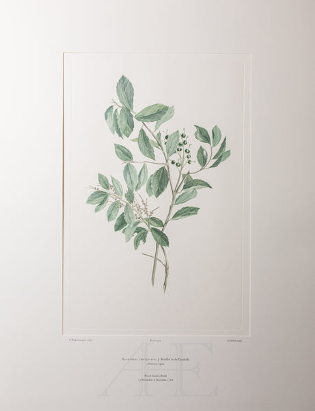 Banks Florilegium, Part 16, Plate 353