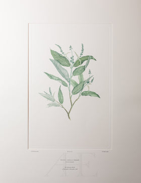 Banks Florilegium, Part 16, Plate 354