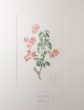 Banks Florilegium, Part 16, Plate 355