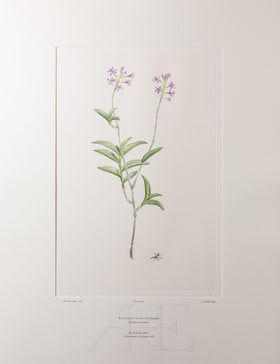 Banks Florilegium, Part 16, Plate 356