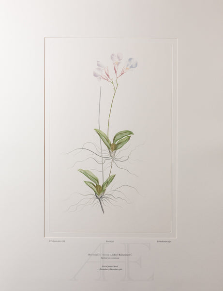Banks Florilegium, Part 16, Plate 357