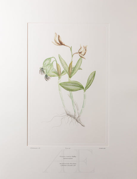 Banks Florilegium, Part 16, Plate 358