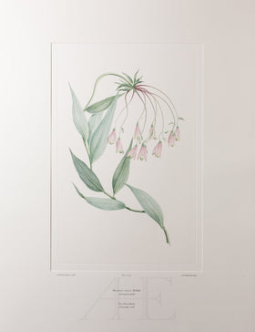 Banks Florilegium, Part 16, Plate 359
