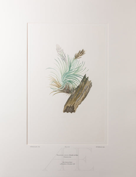 Banks Florilegium, Part 16, Plate 360