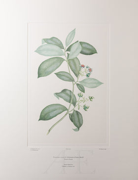 Banks Florilegium, Part 17, Plate 361