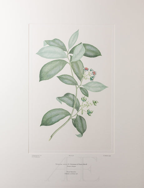 Banks Florilegium, Part 17, Plate 361