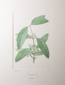 Banks Florilegium, Part 17, Plate 362