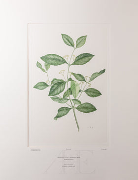 Banks Florilegium, Part 17, Plate 363