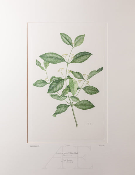 Banks Florilegium, Part 17, Plate 363