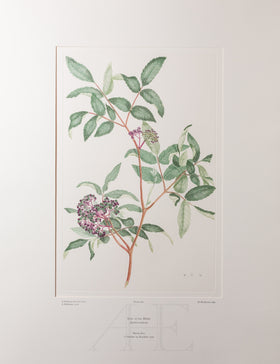 Leea rubra (Leeaceae)  - Plate 364