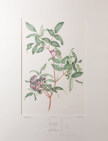 Leea rubra (Leeaceae)  - Plate 364